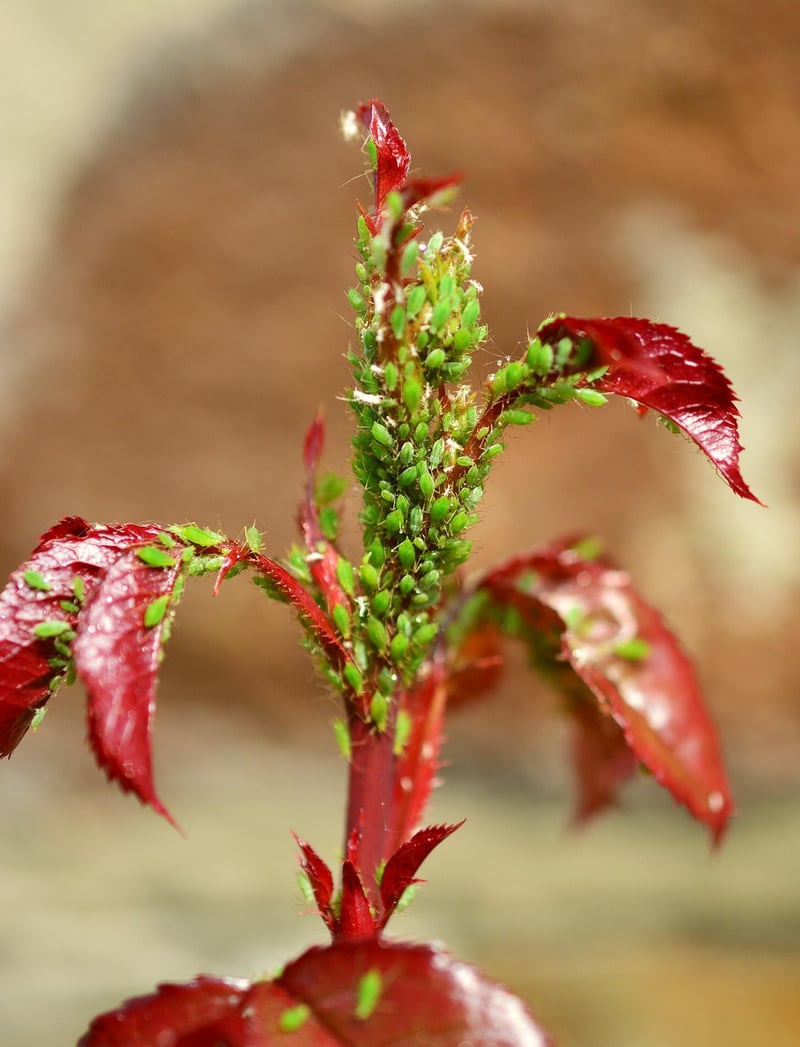 Aphids on a leaf