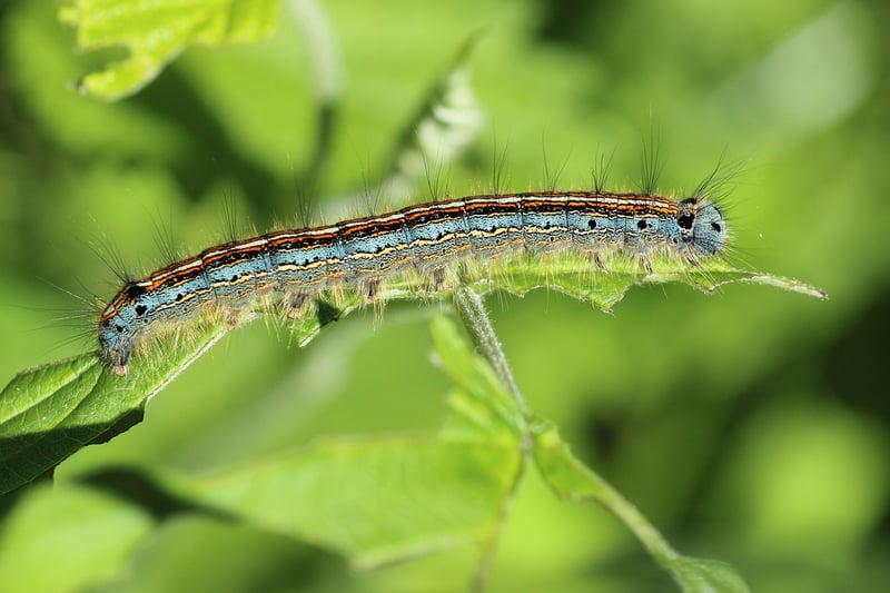 Caterpillar on a plant