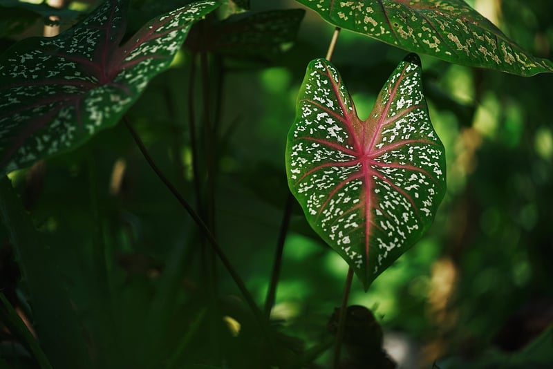 Botanical Wellness Products
