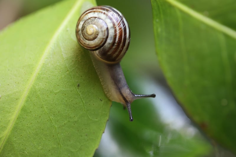 Snail in a garden