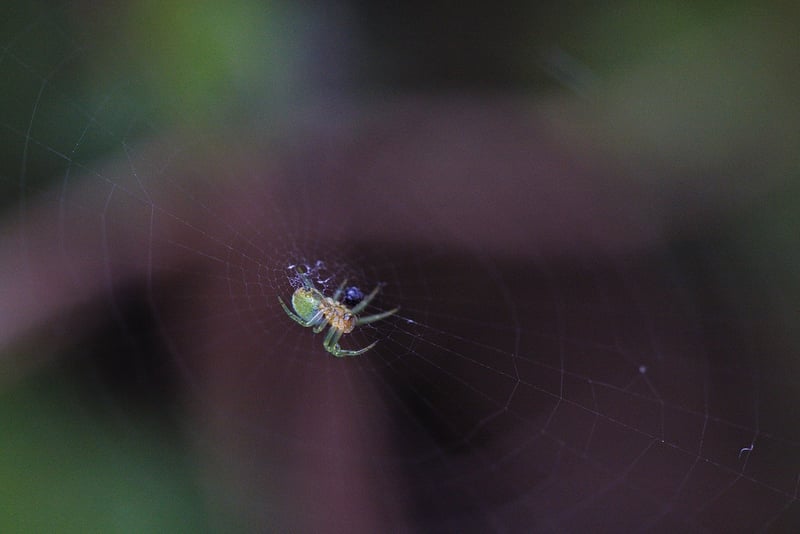 Spider mite on a leaf